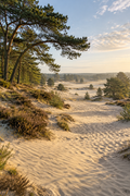 Cover Forest26 Wandelroutes Noord-Brabant — 10 wandelroutes