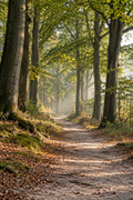 Cover Forest26 Wandelroutes Utrecht — 10 wandelroutes